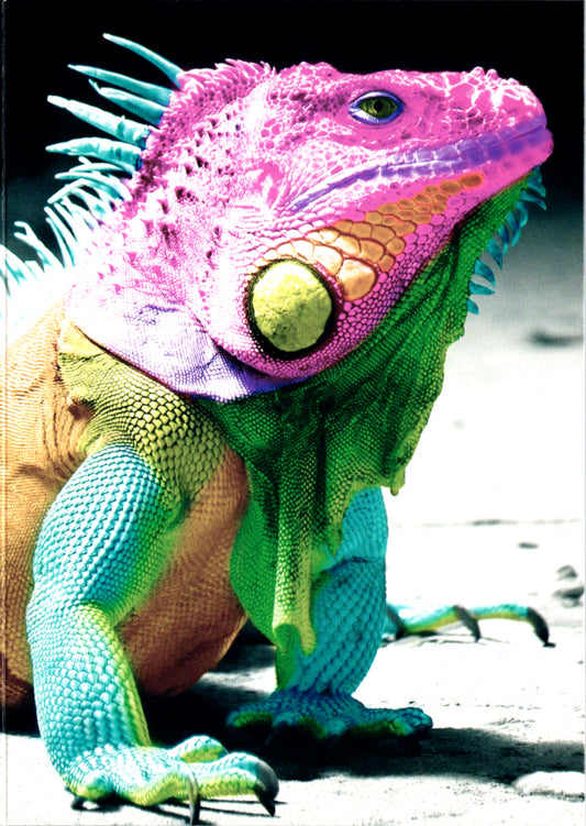 Iguana Blank Greeting Card Retail $2.99. Inside: BLANK | 8361 | 255349