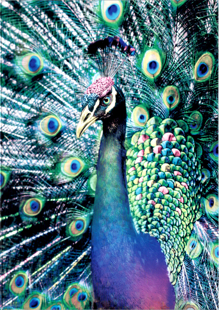 Peacock Blank Greeting Card Retail $2.99. Inside: BLANK | 7093 | 255352