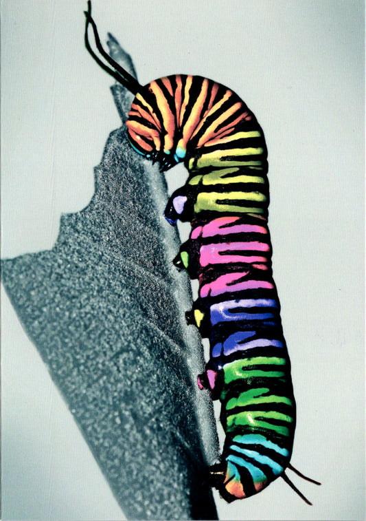 Caterpillar Blank Greeting Card Retail $2.99. Inside: BLANK | 8358 | 255361