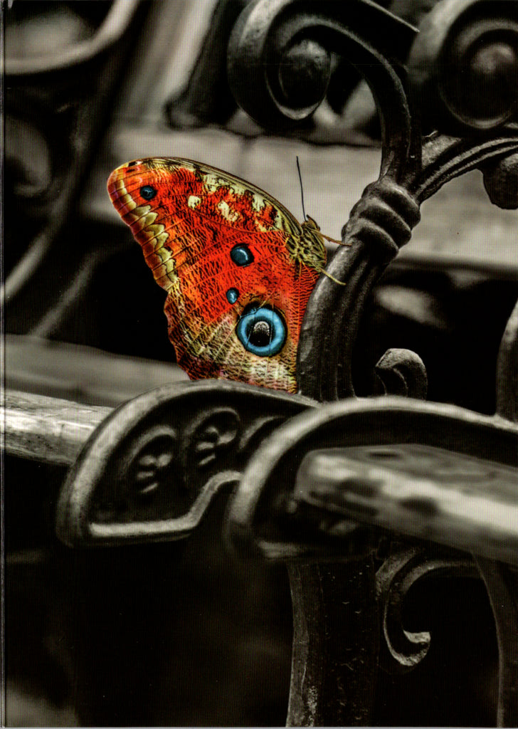 Butterfly blank card Retail $2.99. Inside: BLANK | 7763 | 255385