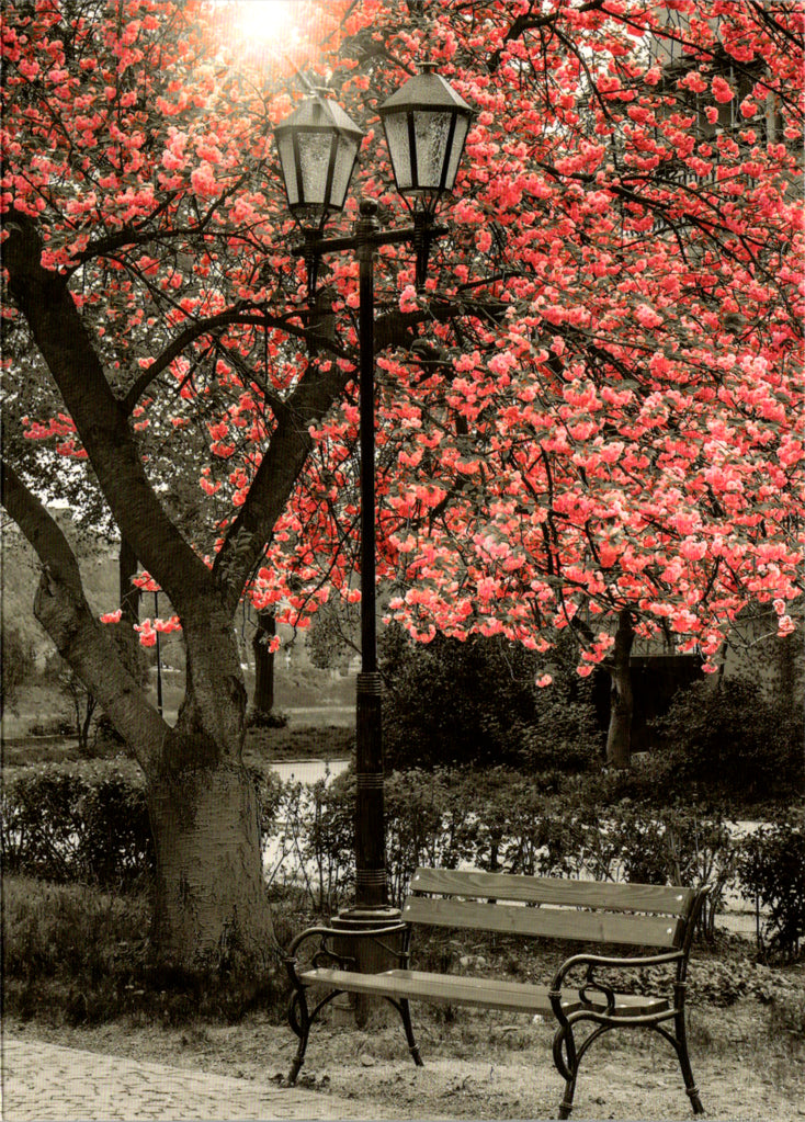 Cherry blossom blank card Retail $2.99. Inside: BLANK | 7765 | 255386