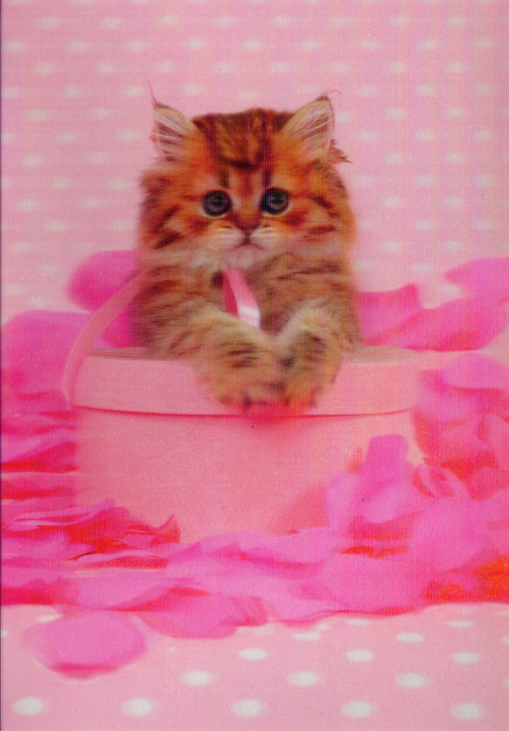 3D Cat on pink box Blank Greeting Card Retail $3.99. Inside: Blank | 05259A | 255941
