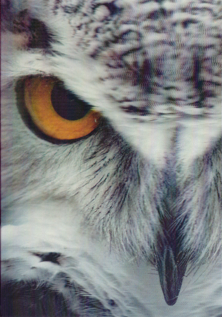 3D Owl Blank Greeting Card Retail $3.99. Inside: Blank | 5670 | 255947