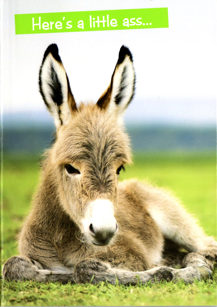 Quirky Critters- Donkey- General Birthday. Retail $2.99 Inside: Just in case you don't get any tonight. Happy Birthday. 5x7 Greeting Card | 7440 | 256156