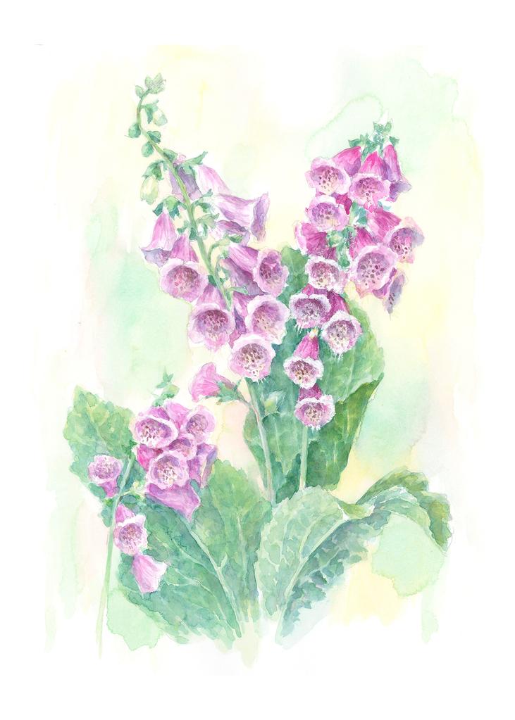 Carols Rose Garden Purple Pink Foxglove Flower Watercolor Box of 10 Note Cards 4x5 H-FXG004 | 1794-4x5 | 261058