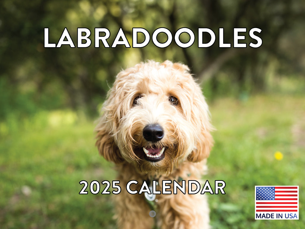 Labradoodle Calendar 2025 Monthly Wall Calender 12 Month | Made In The USA 261601