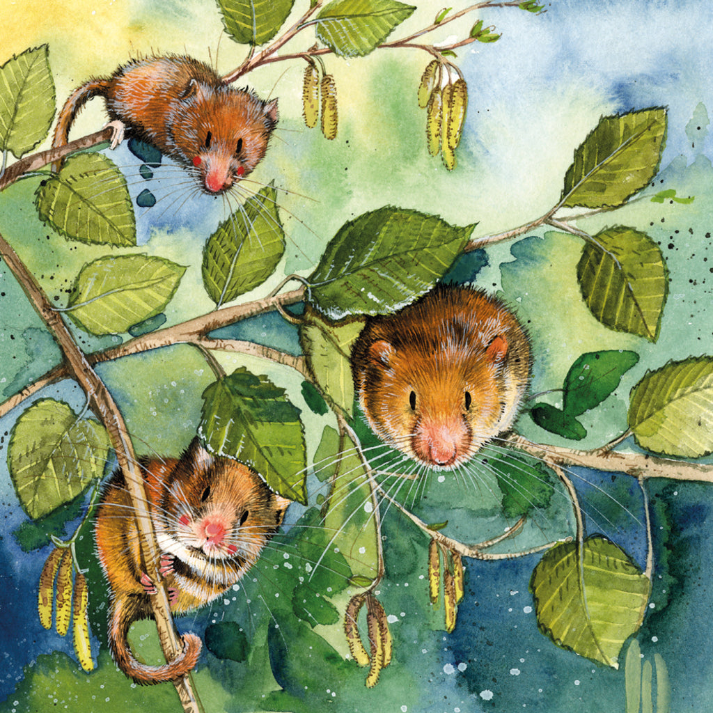 DORMICE CARD AC849