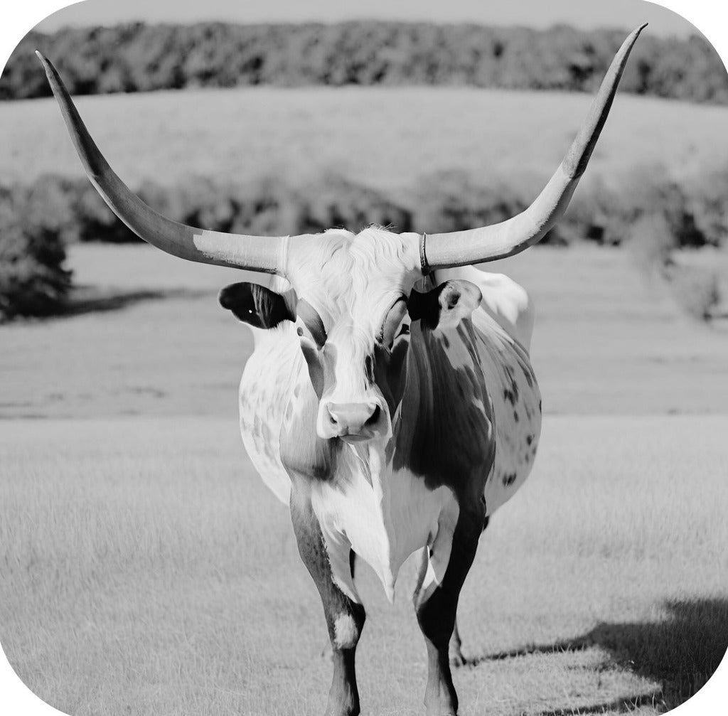 Texas Longhorn Standing In Pasture V6 Drink Coaster 264961 2562 264961