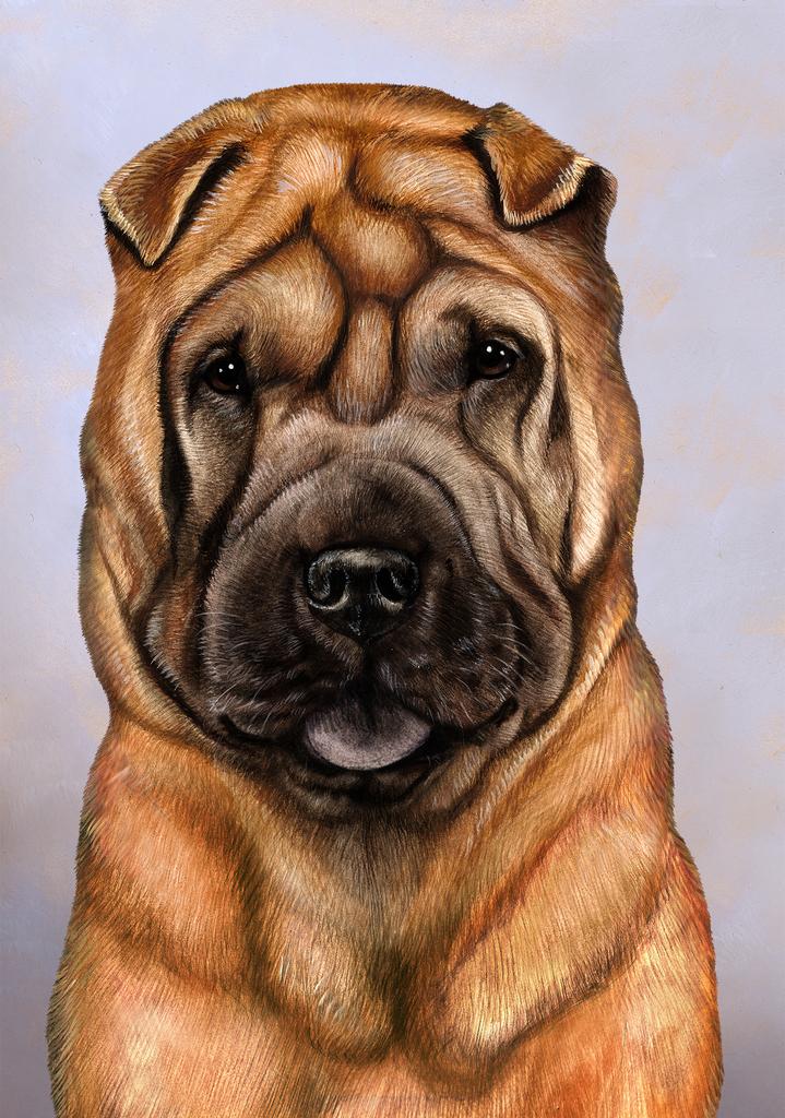 Chinese Shar Pei Dog by Tamara Burnett Box of 10 Blank Note Cards 4x5 266576 1037-4x5