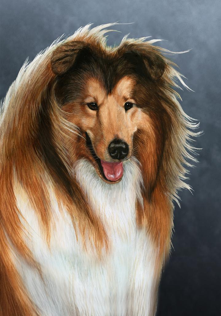 Collie Dog by Tamara Burnett Box of 10 Blank Note Cards 4x5 266580 1039-4x5