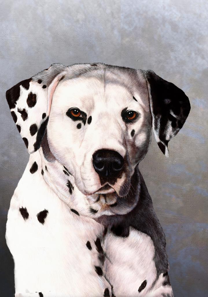 Dalmatian Dog by Tamara Burnett Box of 10 Blank Note Cards 4x5 266584 1046-4x5