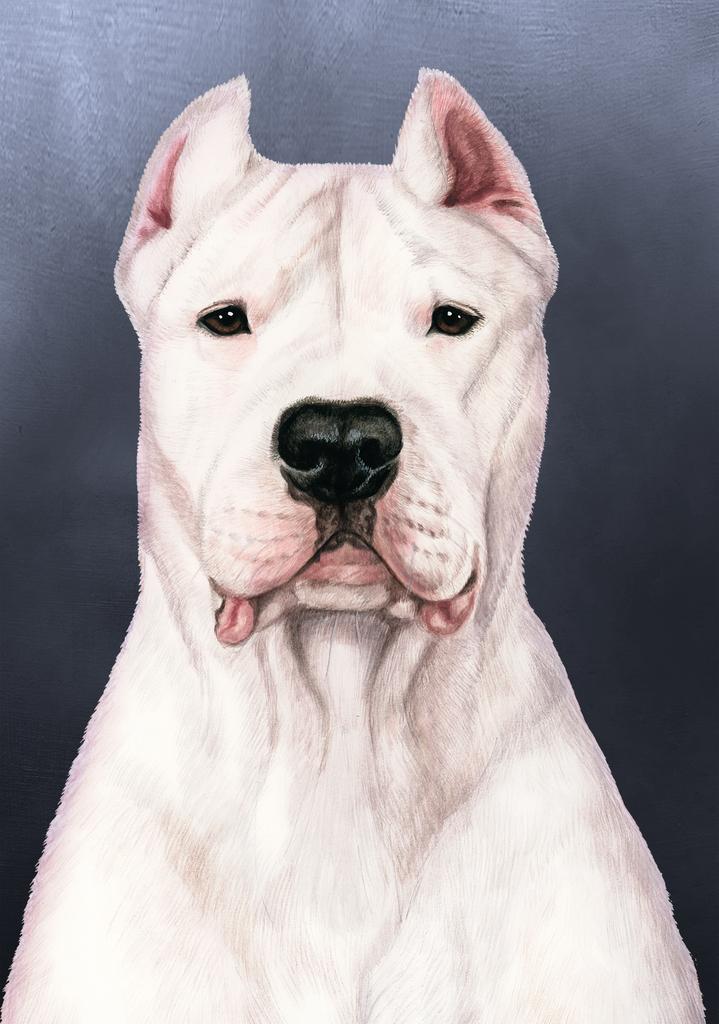 Dogo Argentino Dog by Tamara Burnett Box of 10 Blank Note Cards 4x5 266586 1045-4x5