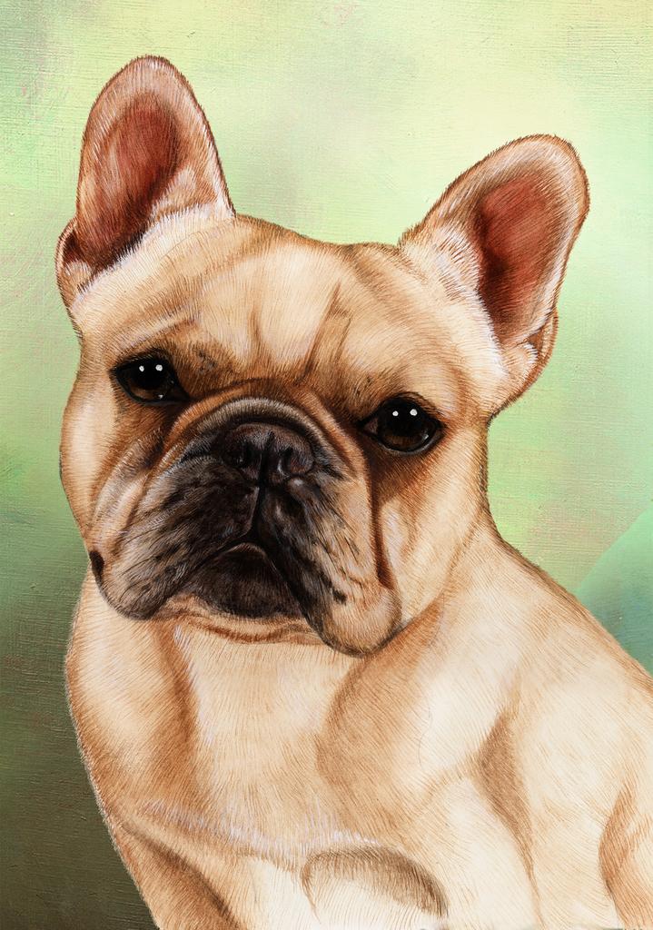 French Bulldog Dog by Tamara Burnett Box of 10 Blank Note Cards 4x5 266590 1051-4x5