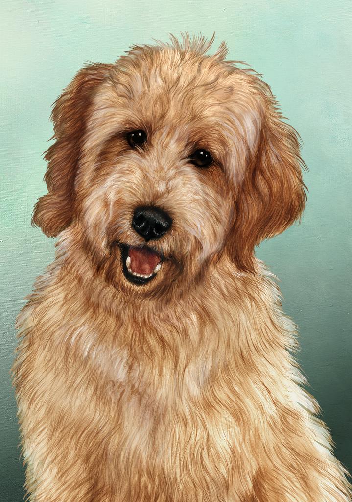 Goldendoodle Dog by Tamara Burnett Box of 10 Blank Note Cards 4x5 266594 1056-4x5