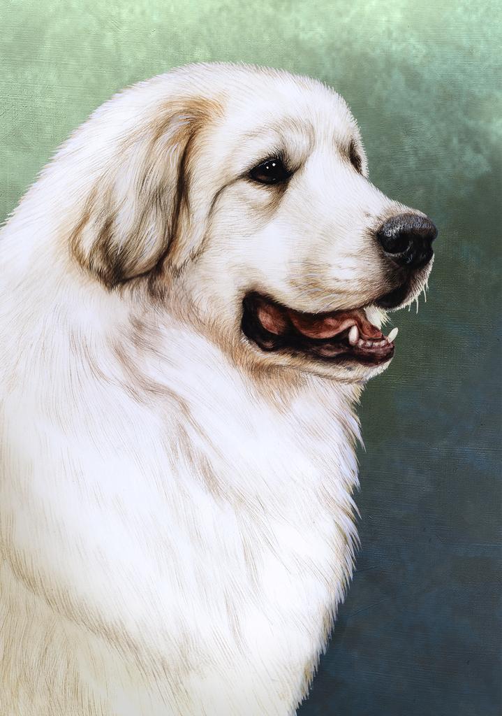 Great Pyrenees Dog by Tamara Burnett Box of 10 Blank Note Cards 4x5 266597 1057-4x5