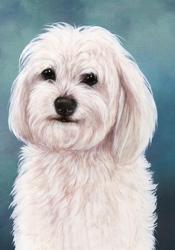 Havanese Dog by Tamara Burnett Box of 10 Blank Note Cards 4x5 266599 1060-4x5
