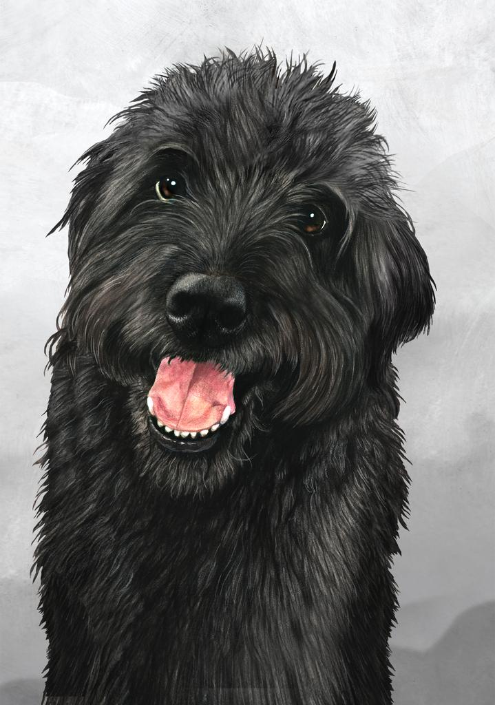 Labradoodle Dog by Tamara Burnett Box of 10 Blank Note Cards 4x5 266606 1065-4x5