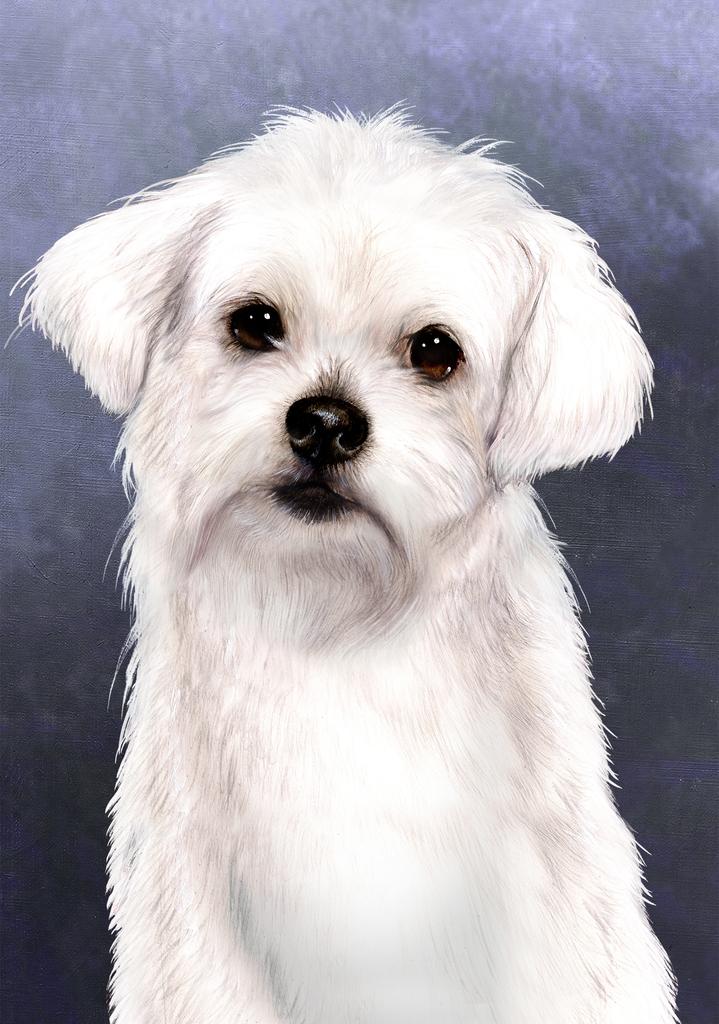 Maltese Dog by Tamara Burnett Box of 10 Blank Note Cards 4x5 266611 1070-4x5