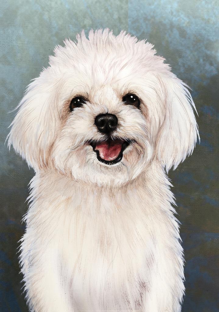 Maltipoo Dog by Tamara Burnett Box of 10 Blank Note Cards 4x5 266612 1072-4x5