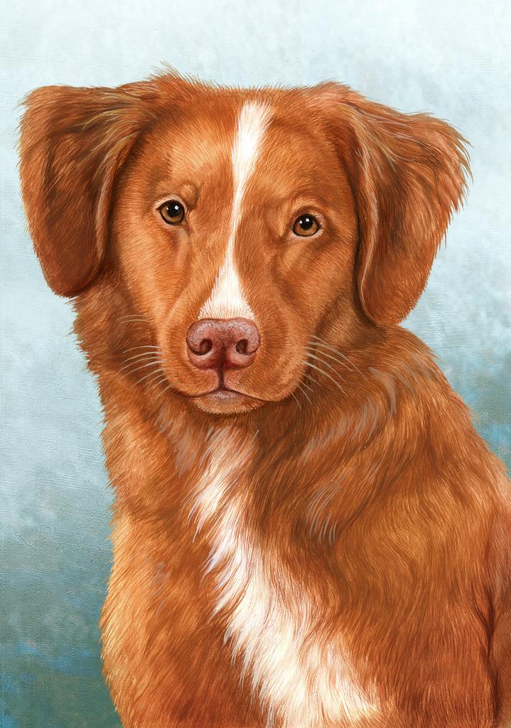 Nova Scotia Duck Tolling Retriever Dog by Tamara Burnett Box of 10 Blank Note Cards 4x5 266617 1079-4x5