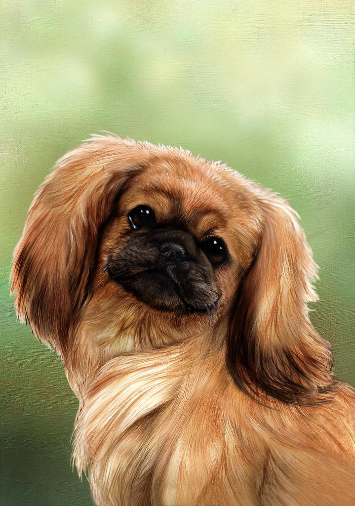 Pekingese Dog by Tamara Burnett Box of 10 Blank Note Cards 4x5 266620 1083-4x5