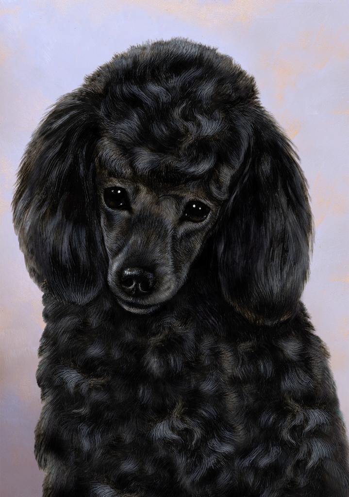 Poodle Dog by Tamara Burnett Box of 10 Blank Note Cards 4x5 266624 1085-4x5