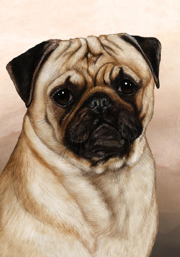 Pug Dog by Tamara Burnett Box of 10 Blank Note Cards 4x5 266626 1087-4x5