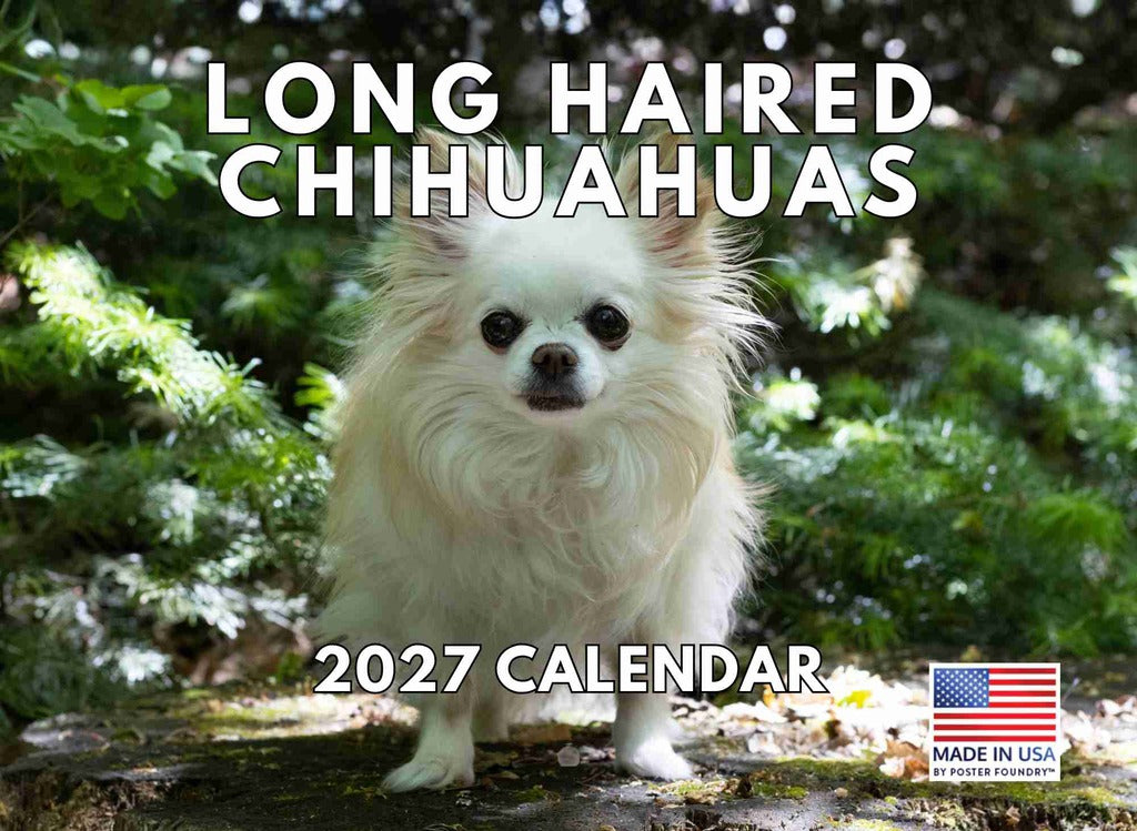 Long Haired Chihuahua Calendar 2027 Monthly Wall Calender 12 Month | American Made In The USA 270334