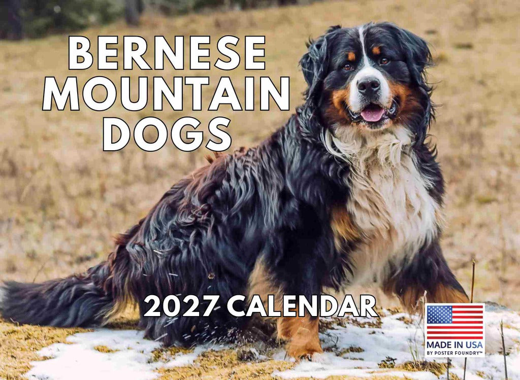 Bernese Mountain Dog Calendar 2027 Monthly Wall Calender 12 Month | American Made In The USA 270444
