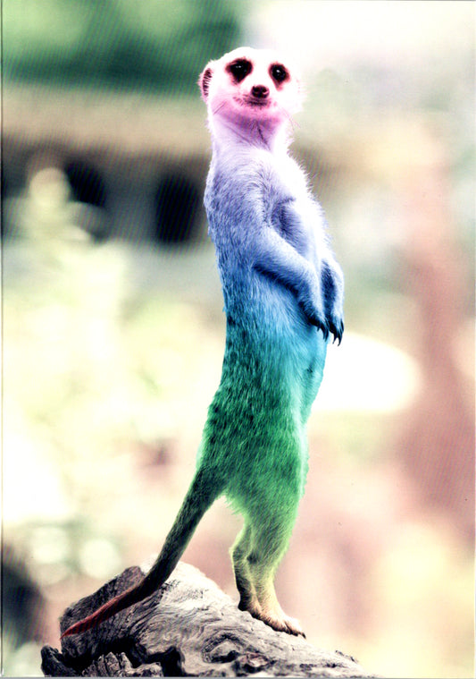 Meerkat Blank Greeting Card Retail $2.99. Inside: BLANK | 7094 | 255353