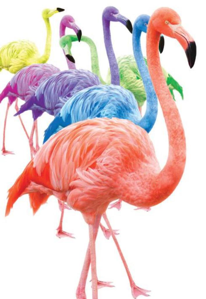 Flamingo blank card from the Vivid Jungle collection. Retail $2.99. . Inside: BLANK 6074