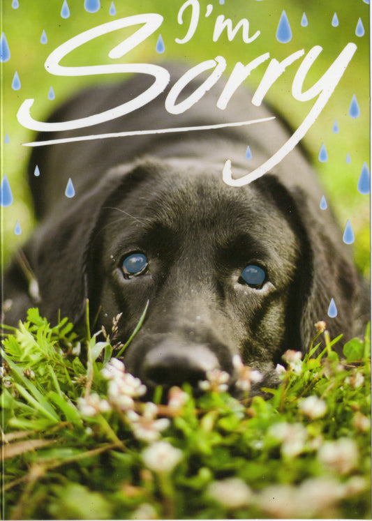 Black lab- Sorry greeting card. Retail $2.99.  Inside: Will this card let me out of the doghouse?... | 8087 | 255548