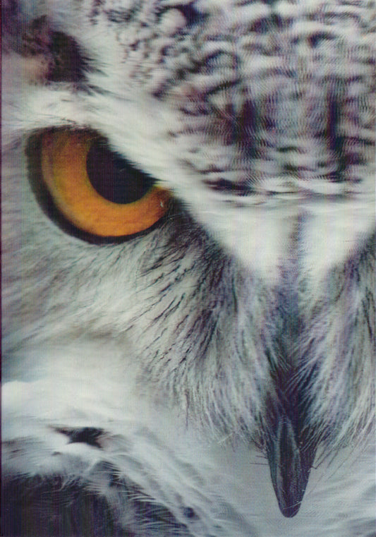 3D Owl Blank Greeting Card Retail $3.99. Inside: Blank | 5670 | 255947