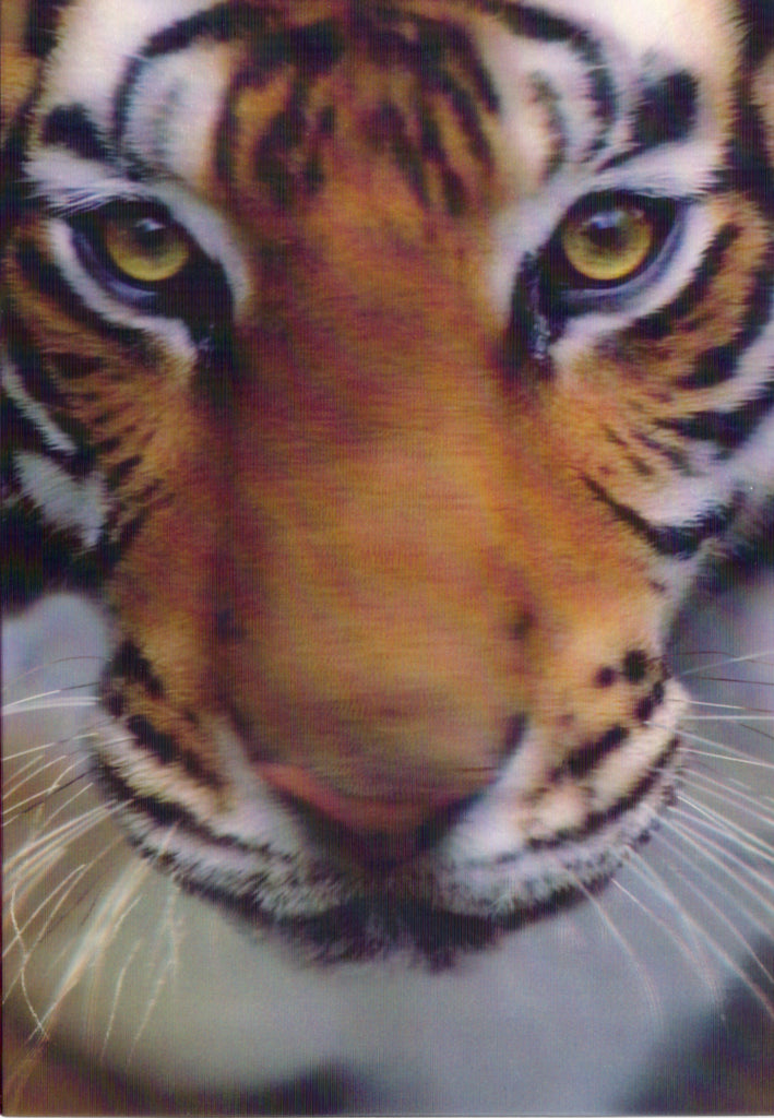 3D Tiger Blank Greeting Card Retail $3.99. Inside: Blank | 05265A | 255991