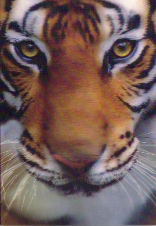 3D Tiger Blank Greeting Card Retail $3.99. Inside: Blank | 05265A | 255991
