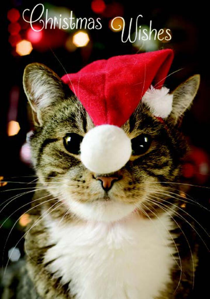 CHRISTMAS CARD-CAT WITH XMAS HAT Retail $2.99 Inside: And a purrfect New Year. 256542 XC06477