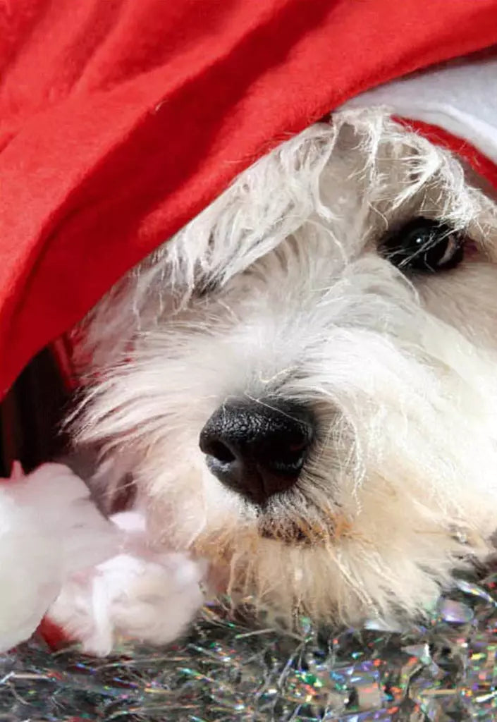 CHRISTMAS CARD 3D - WHITE DOG IN XMAS HAT Retail $3.99  Inside: Season's Grrrrreetings. 257170 X3D06401A