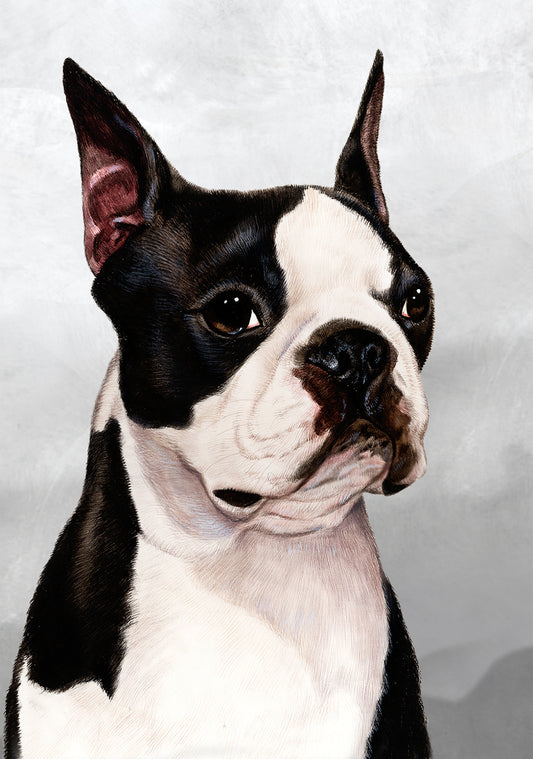 Tamara Burnett Boston Terrier Dog 5x7 Blank Greeting Card 259160