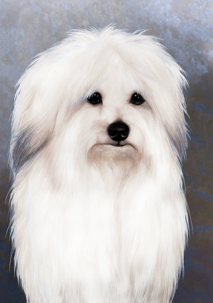 Coton De Tulear Dog by Tamara Burnett Blank Greeting Card 5x7 | 1042 | 259185