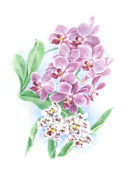 Carols Rose Garden Pink Orchid Tropical Flower Watercolor Greeting Card 5x7 H-ORC026 | 1819 | 260088