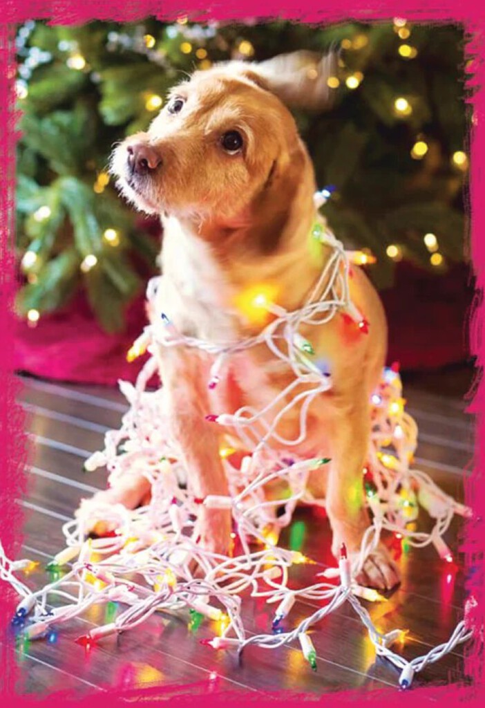 CHRISTMAS CARD 3D - DOG IN XMAS LIGHTS
Retail: $3.99 
Inside: Merry Christmas X3D07212