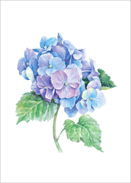 Carols Rose Garden Blue Hydrangea Flower Stem Watercolor Box of 10 Note Cards 4x5 Blue Hydrangea | 1838-4x5 | 260709