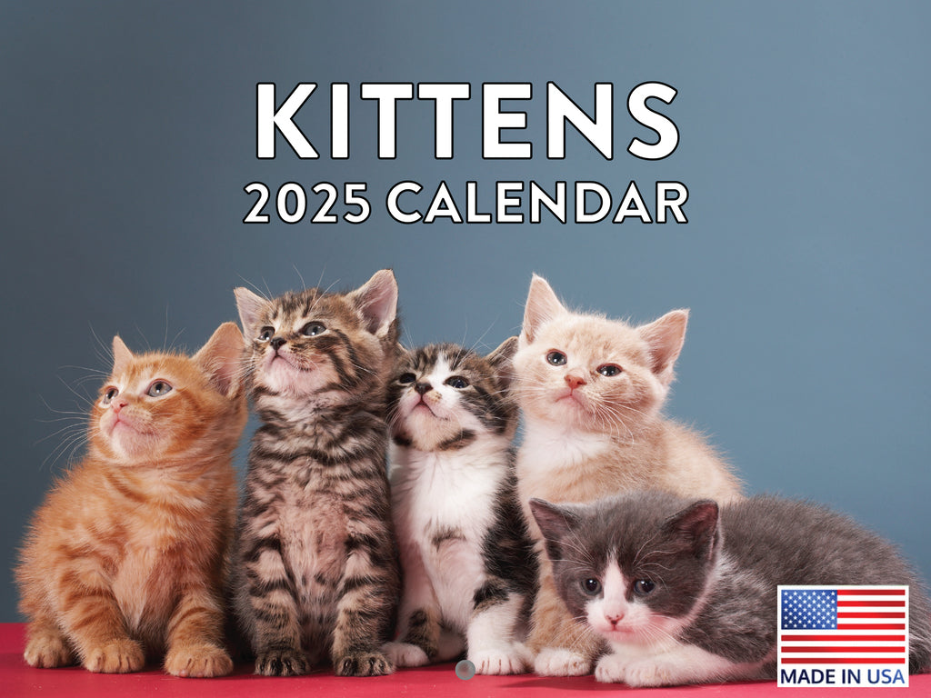 Kitten Calendar 2025 Cat Kitty Gifts Monthly Wall Calender 12 Month | Made In The USA 261491