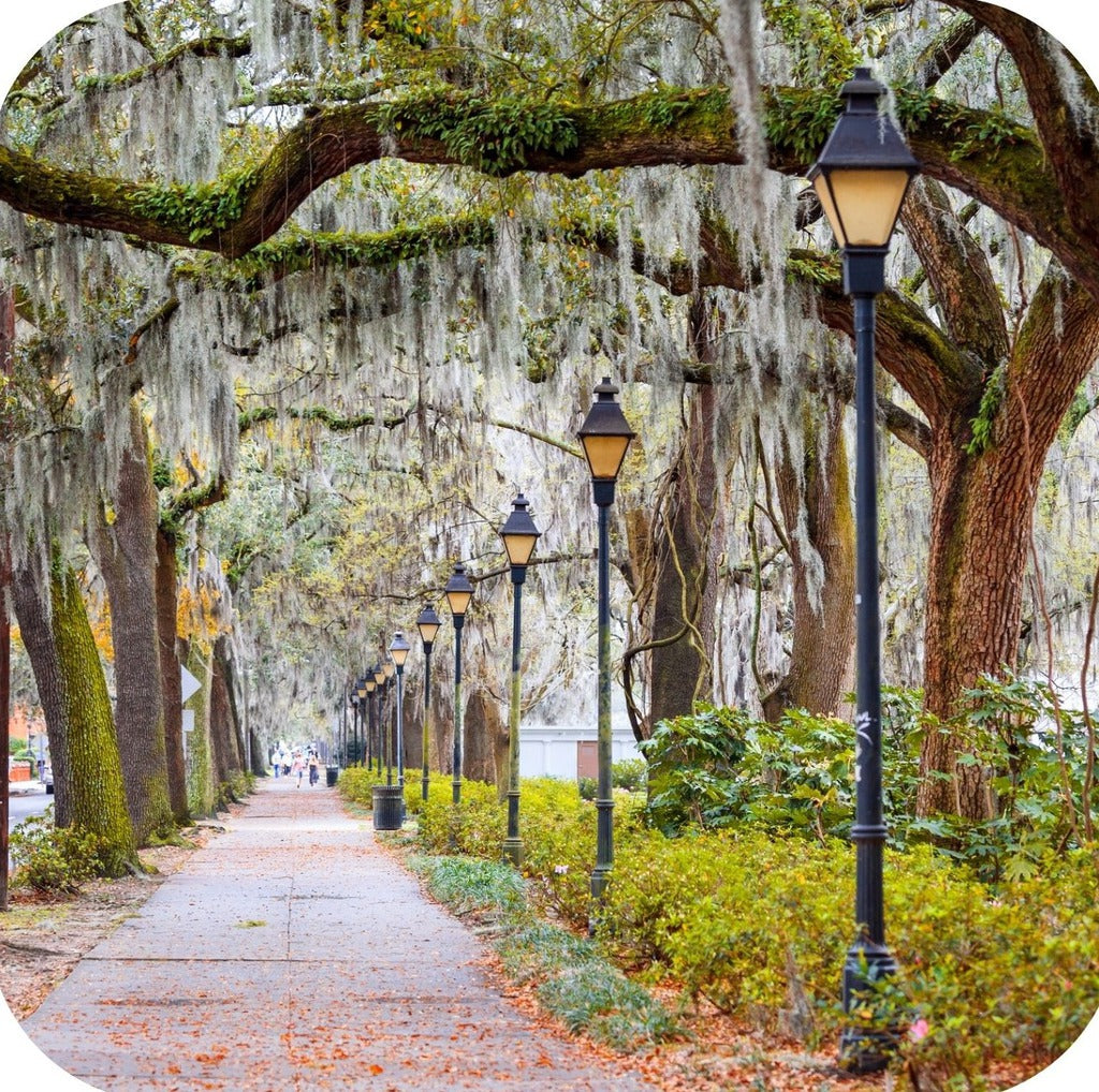 Savannah Georgia Moss Covered Tree Lined Street Premium Drink Coaster Resin With Cork Backing 262268 75070 262268