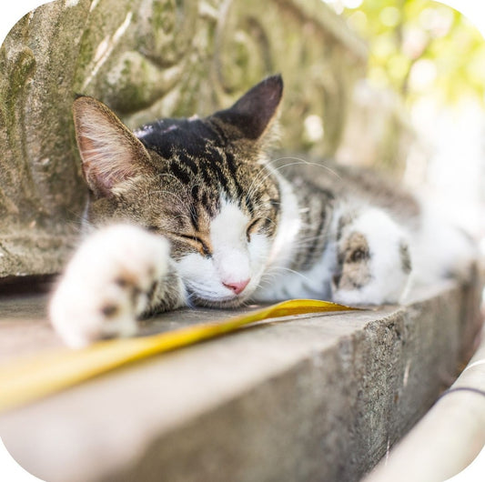 Key West Florida Cat Taking A Rest Premium Drink Coaster Resin With Cork Backing 262274 75076 262274