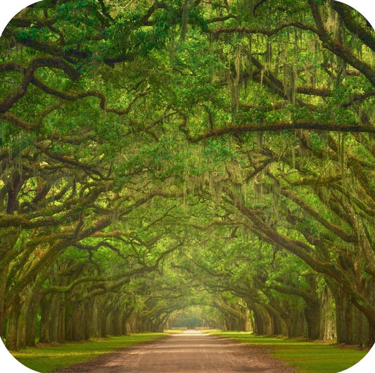 Savannah Georgia Wormsloe Historic Site Plantation Oak Lined Road Premium Drink Coaster Resin With Cork Backing 262275 75077 262275
