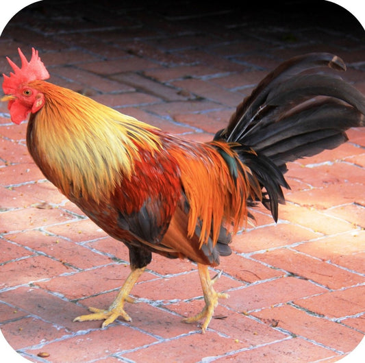 Key West Florida Beautiful Colorful Rooster Roaming Streets Premium Drink Coaster Resin With Cork Backing 262276 75078 262276