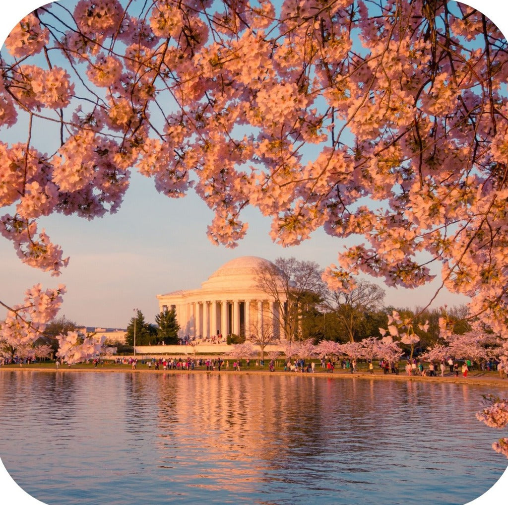Washington DC Cherry Blossoms Framing Jefferson Memorial Premium Drink Coaster Resin With Cork Backing 262299 75101 262299