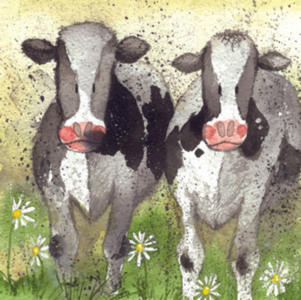 CURIOUS COWS C34