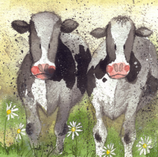 CURIOUS COWS C34